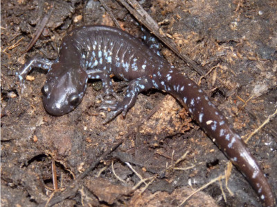 A Blue-spotted Salamander