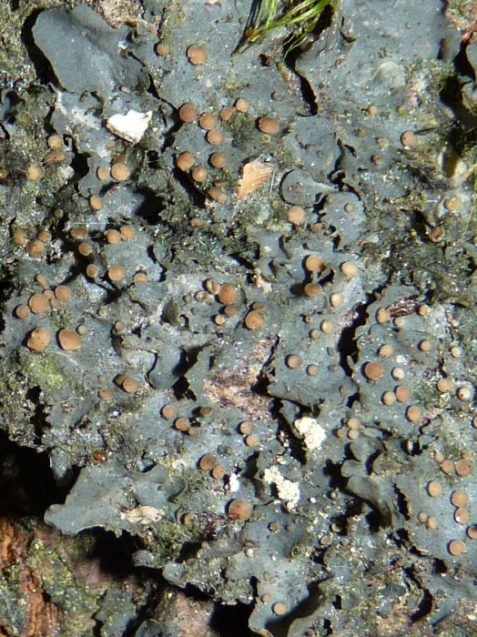 Flooded Jellyskin, a lichen which is a threatened species provincially and nationally