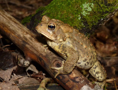 An American Toad