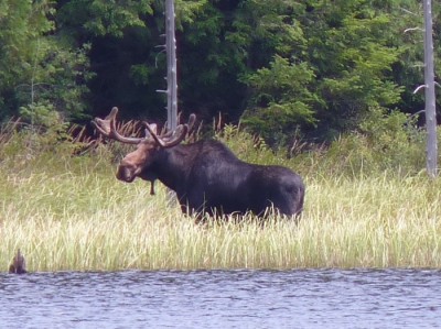 A resident moose grazing in Moose Pond at Rose Hill Nature Reserve