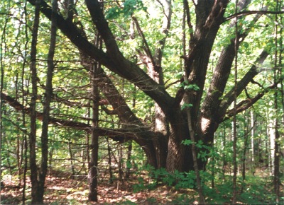 The old red oak tree at High Lonesome Nature Reserve