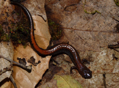 A Red-backed Salamander
