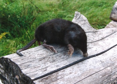 A Star-nosed Mole