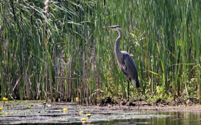 Important Wetlands Now Protected by the Mississippi Madawaska Land Trust