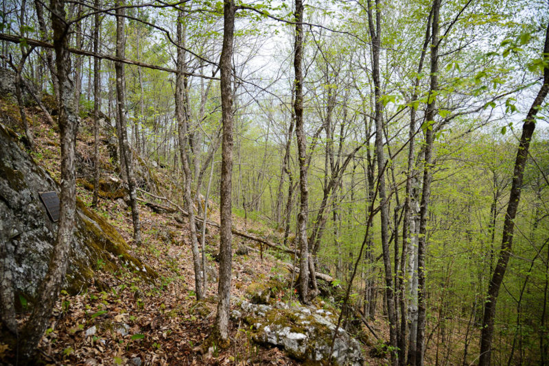 Early spring growth on the ridges